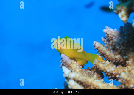 Lemon coral goby fish (Gobiodon citrinus) underwater on stony coral in the Red Sea Stock Photo