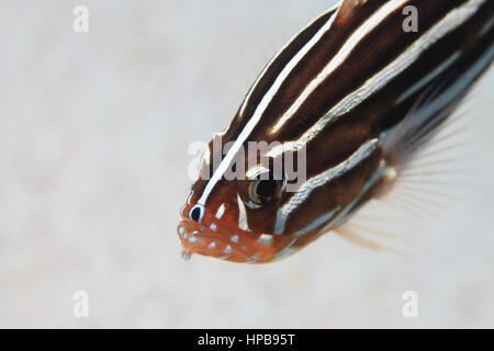 https://l450v.alamy.com/450v/hpb95t/sixstriped-soapfish-grammistes-sexlineatus-underwater-in-the-tropical-hpb95t.jpg
