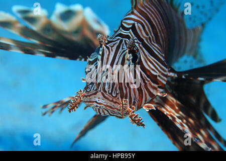 Common lionfish (Pterois volitans) underwater in the tropical waters of the Red Sea Stock Photo