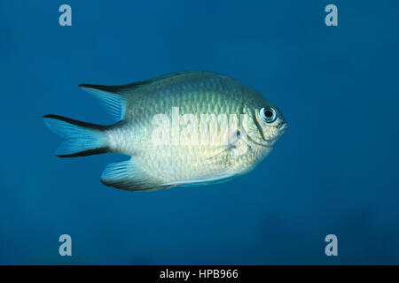 Whitebelly damsel fish (Amblyglyphidodon leucogaster) underwater in the Red Sea Stock Photo