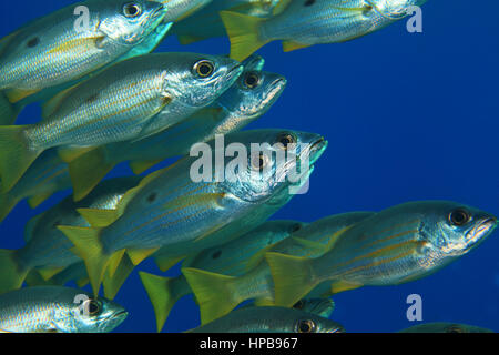 Dory snapper (Lutjanus fulviflamma) underwater in the tropical Red Sea Stock Photo
