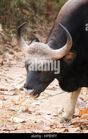 Wild Gaur, or Indian Bison, - Bos Gaurus, close up of head; Tadoba National Park, Maharashtra State, India, Asia Stock Photo