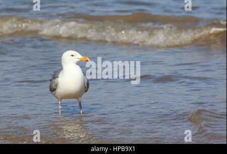 A gull looks for food washed in with incoming tide, Weymouth, Dorset, England, Europe Stock Photo