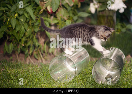 Tabby kitten playing with glass vases in the garden