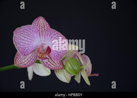 Close up of pink and white phalaenopsis orchid flowers with vein pattern and single bud against a black background.Center is  fuchsia. Stock Photo