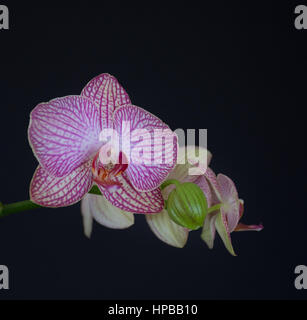 Close up of stem of pink and white phalaenopsis orchid flowers with one bud against a black background. Shallow depth of field. Stock Photo