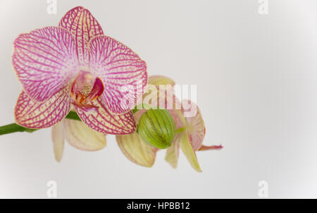 Close up of pink and white Phalaenopsis orchid flowers with veined pattern and single bud against a white background. Shallow depth of field. Stock Photo