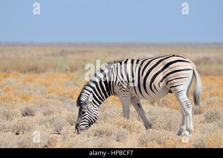 Burchell's zebra (Equus quagga burchellii), grazing in the arid steppe, Etosha National Park, Namibia, Africa Stock Photo