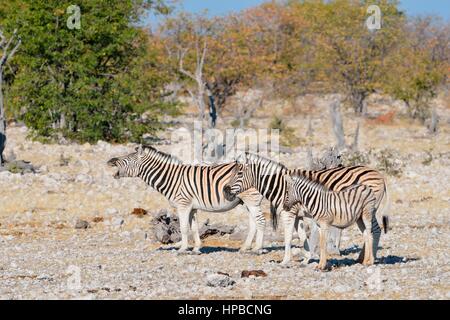Burchell's zebras (Equus quagga burchellii), adult male and female with foal on stony ground, Etosha National Park, Namibia, Africa Stock Photo