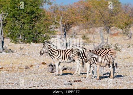 Burchell's zebras (Equus quagga burchellii), adult male and female with foal on stony ground, Etosha National Park, Namibia, Africa Stock Photo