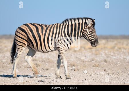 Burchell's zebra (Equus quagga burchellii), walking on stony ground, Etosha National Park, Namibia, Africa Stock Photo