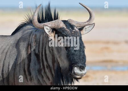 Blue wildebeest (Connochaetes taurinus), adult male at waterhole, portrait, Etosha National Park, Namibia, Africa Stock Photo