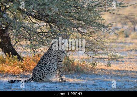 Cheetah (Acinonyx jubatus), female, sitting in the shade of a tree, attentive, Etosha National Park, Namibia, Africa Stock Photo