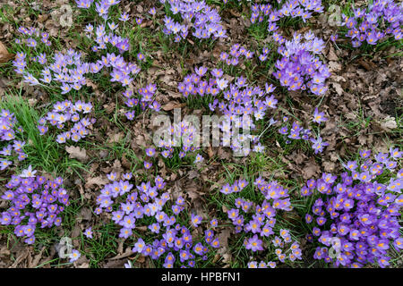 Springtime Crocus Stock Photo