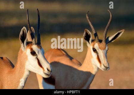 Springboks (Antidorcas marsupialis), two adults, early morning, Kgalagadi Transfrontier Park, Northern Cape, South Africa, Africa Stock Photo