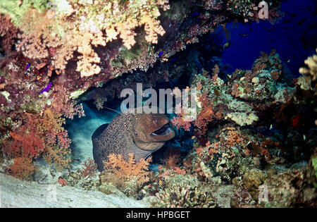 This giant moray eel (Gymnothorax javanicus) is at a cleaning station: the shrimp on its head will remove dead skin and parasites. Egyptian Red Sea. Stock Photo