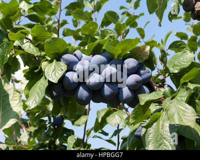 Large plum harvest in summer. Fruits for a plum cake. Stock Photo