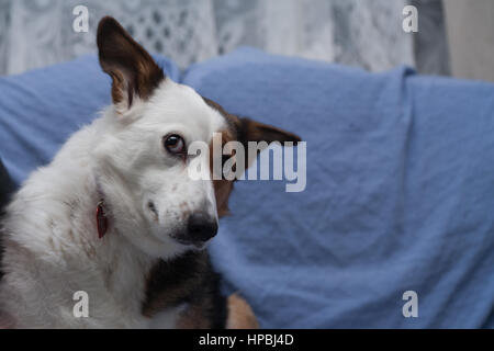 A mixed-breed brown and white dog, with one ear up, looking mischievously off camera against a blue background. Stock Photo