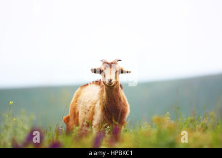 one goat on mountain hill look into camera Stock Photo