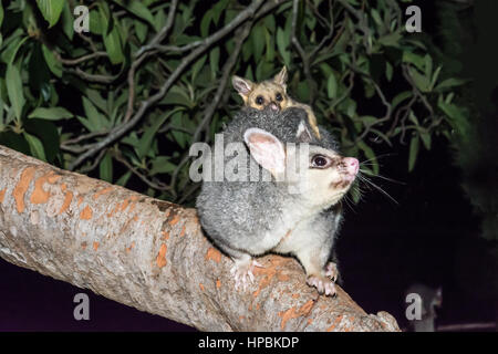 Common Brushtail Possum (Trichosurus vulpecula) with Baby on Back in a Loquat Tree. Stock Photo