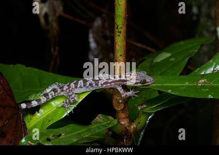 An Inger's Bent-toed Gecko (Cyrtodactylus pubisulcus) in the Malaysian rainforest at night Stock Photo