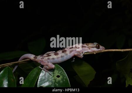 An Inger's Bent-toed Gecko (Cyrtodactylus pubisulcus) in the Malaysian rainforest at night Stock Photo