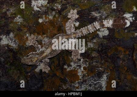 A Kuhl's Flying Gecko (Ptychozoon kuhli) camouflaged on a log in the Malaysian rainforest at night Stock Photo