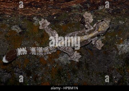 A Kuhl's Flying Gecko (Ptychozoon kuhli) camouflaged on a log in the Malaysian rainforest at night Stock Photo