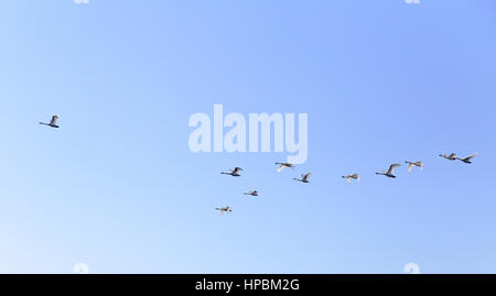 Geese flying in blue spring sky v-formation with main duck in front Stock Photo