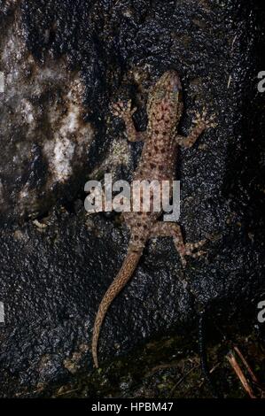 A Spotted House Gecko (Gekko monarchus) in the Malaysian rainforest at night Stock Photo