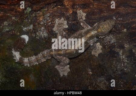 A Kuhl's Flying Gecko (Ptychozoon kuhli) camouflaged on a log in the Malaysian rainforest at night Stock Photo