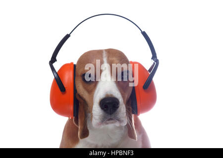 Beagle dog in red industrial headphones isolated on white background Stock Photo