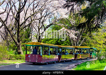 Showa Memorial Park in Spring inTachikawa city Tokyo Japan Stock Photo