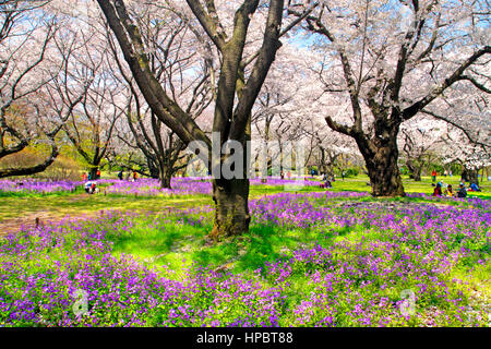 Showa Memorial Park in Spring inTachikawa city Tokyo Japan Stock Photo