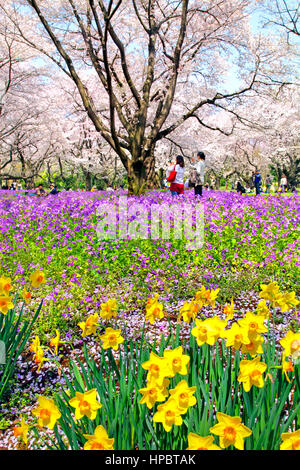 Daffodil field and cherry trees in Showa Memorial Park Tachikawa city Tokyo Japan Stock Photo