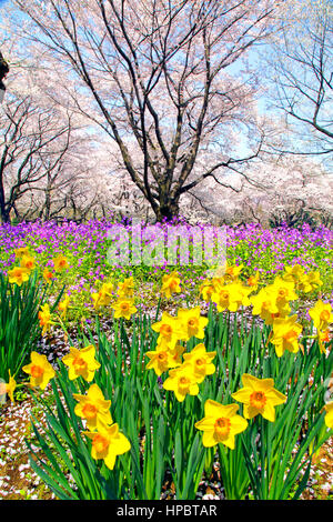 Daffodil field and cherry trees in Showa Memorial Park Tachikawa city Tokyo Japan Stock Photo