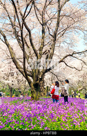 Showa Memorial Park in Spring inTachikawa city Tokyo Japan Stock Photo