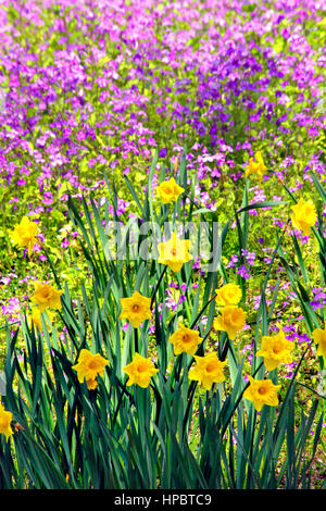 Showa Memorial Park in Spring inTachikawa city Tokyo Japan Stock Photo