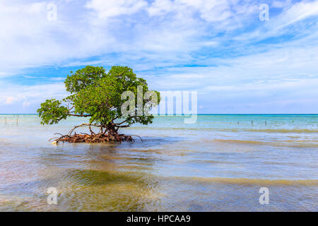 The beach at Cayo Jutias in the northern of Cuba Stock Photo