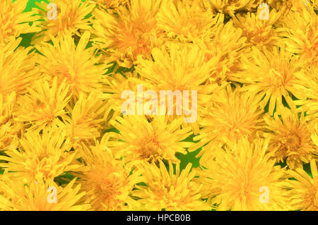 dandilion flowers in bunch on green background Stock Photo