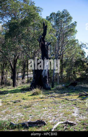 Remains of a large burnt tree after fire in Whiteman Park, Western Australia Stock Photo