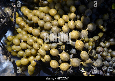 Neptune's Necklace, Neptune's Pearls, or Sea Grapes, Hormo… | Flickr