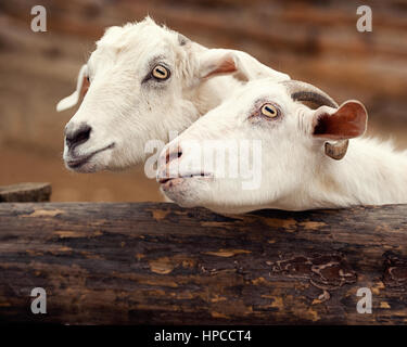 Close-Up Of White Goats Stock Photo