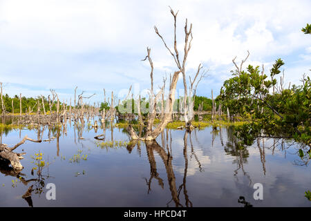 The beach at Cayo Jutias in the northern of Cuba Stock Photo