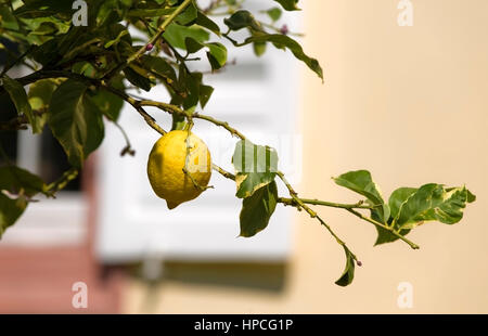 Zitrone am Baum - citron on a tree Stock Photo