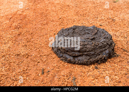 Close up of fresh cow manure on a ground Stock Photo