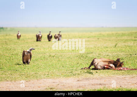 Vultures flight finding corpse of wildebeest at Kenyan savannah, Africa Stock Photo