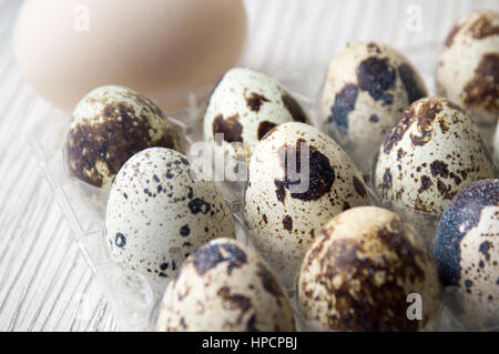 Organic quail eggs in a plastic holder box Stock Photo