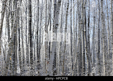 Aspen (Populus tremuloides) and Birch (Betula papyrifera) in Winter Stock Photo