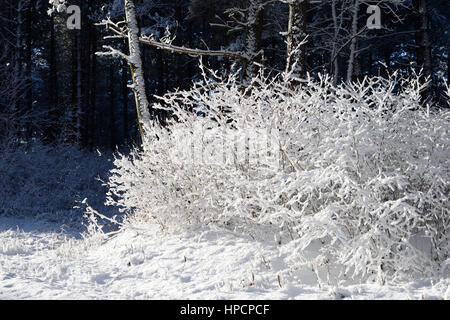 Snow Covered Alder (Alnus incana) Stock Photo